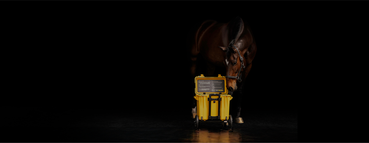 A bay horse lowering its head to a yellow Pulse equine PEMF case in dramatic low light